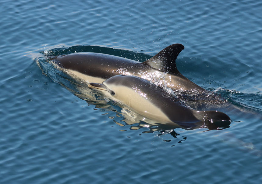 Dolphins on the coast of Portugal. Photo: CIIMAR. Mafalda Correia.